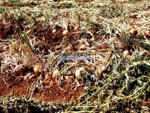30ha terra agrícola com água. Portugal, Figueira de Castelo Rodrigo.