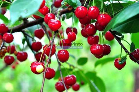 Moradia de Excelência, V3, vista rio Douro. Portugal, Resende, Aregos.