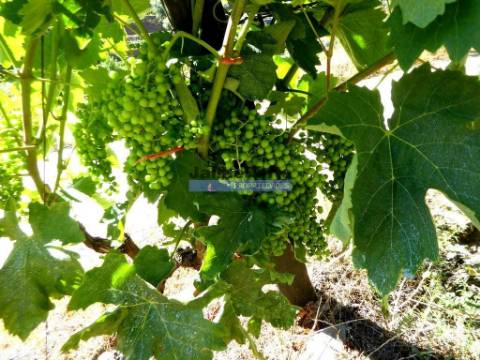 Quinta 10ha de Vinho do Porto e DOC, Pinhão. Portugal, Douro.