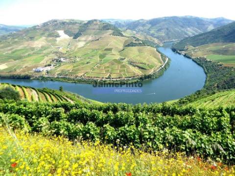 Quinta 10ha de Vinho do Porto e DOC, Pinhão. Portugal, Douro.