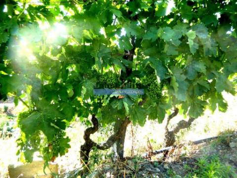 Quinta 10ha de Vinho do Porto e DOC, Pinhão. Portugal, Douro.