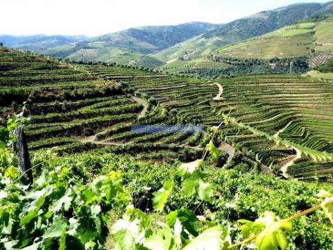 Quinta 10ha de Vinho do Porto e DOC, Pinhão. Portugal, Douro.