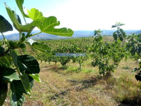150.000m2 com Figueiras Biológicas, em Trás-os-Montes. Portugal, Mirandela.