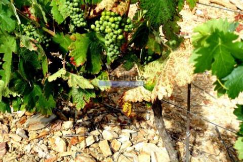 Moradia estilo Antigo, térrea, 5 quartos. Portugal, Figueira de Castelo Rodrigo, Escalhão.