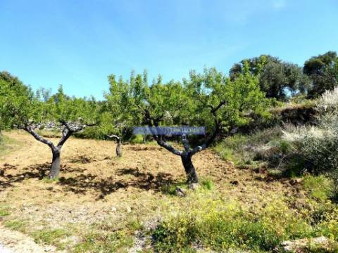 51.000m2 Olival, com Pombal. Figueira de Castelo Rodrigo. Portugal, Barca dAlva, Escalhão.