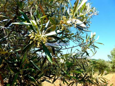 51.000m2 Olival, com Pombal. Figueira de Castelo Rodrigo. Portugal, Barca dAlva, Escalhão.