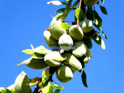 1.570.000m2, Vinha, Olival, Amendoal, Casa. Portugal, Douro, Foz Côa.