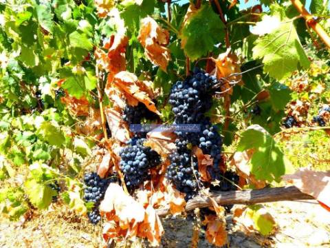 1.570.000m2, Vinha, Olival, Amendoal, Casa. Portugal, Douro, Foz Côa.