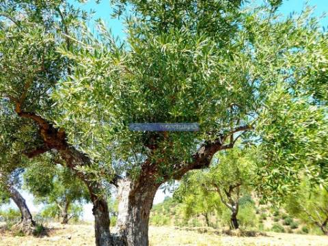 1.570.000m2, Vinha, Olival, Amendoal, Casa. Portugal, Douro, Foz Côa.