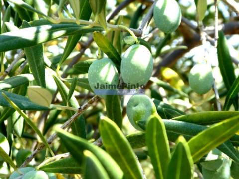 1.570.000m2, Vinha, Olival, Amendoal, Casa. Portugal, Douro, Foz Côa.