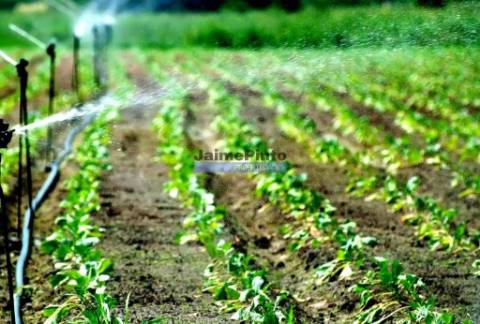 Terreno agrícola 120.000m2 para plantações hortícolas e frutícolas. Portugal, Costa Vicentina, Lagos.