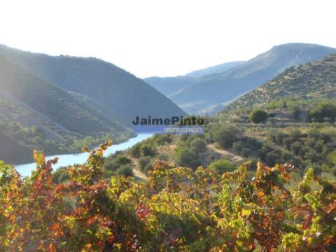 Propriedade com 5.100 oliveiras, 52ha, Barca DAlva. Portugal, Douro Superior, Guarda.