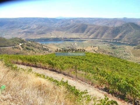 Propriedade com 5.100 oliveiras, 52ha, Barca DAlva. Portugal, Douro Superior, Guarda.