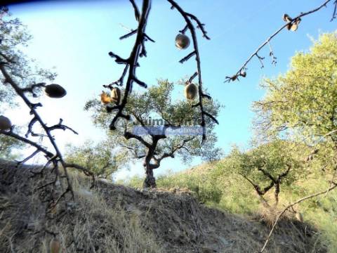 Propriedade com 5.100 oliveiras, 52ha, Barca DAlva. Portugal, Douro Superior, Guarda.