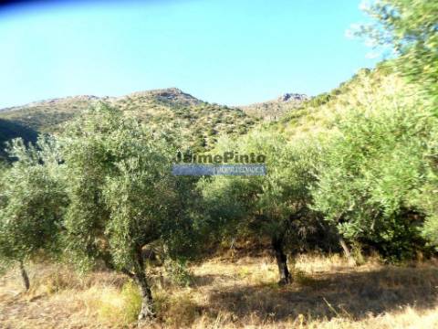 Propriedade com 5.100 oliveiras, 52ha, Barca DAlva. Portugal, Douro Superior, Guarda.