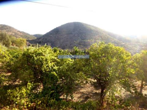 Propriedade com 5.100 oliveiras, 52ha, Barca DAlva. Portugal, Douro Superior, Guarda.