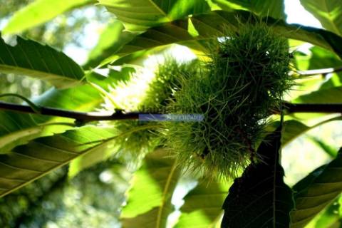 Vivenda de MONTANHA. Portugal, V. do Castelo, P. de Lima.