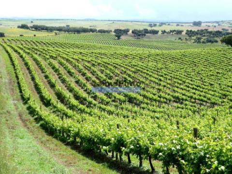 Herdade 157ha, Vinha, Adega, Barragem, Ruínas. Portugal, Elvas.