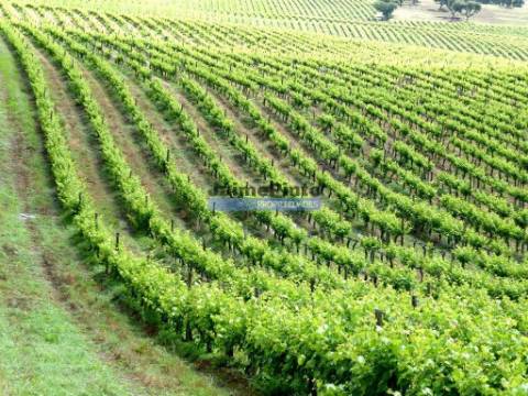 Herdade 157ha, Vinha, Adega, Barragem, Ruínas. Portugal, Elvas.