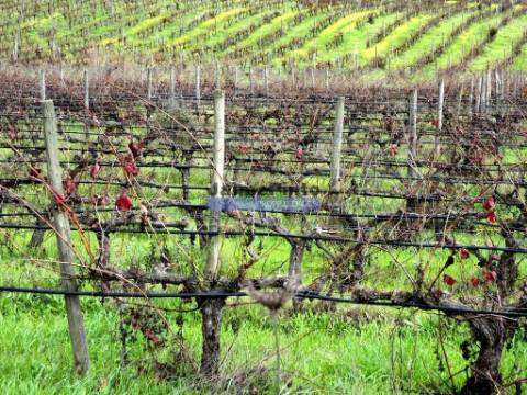 Herdade 157ha, Vinha, Adega, Barragem, Ruínas. Portugal, Elvas.