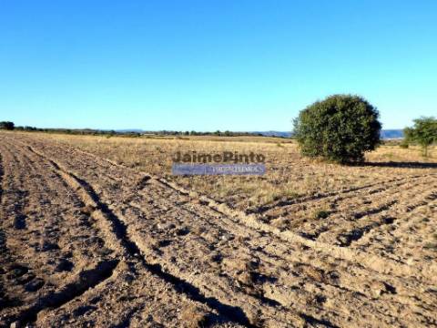 Propriedade plana, 17ha para plantações agrícolas. Portugal, Guarda, F. C. Rodrigo.