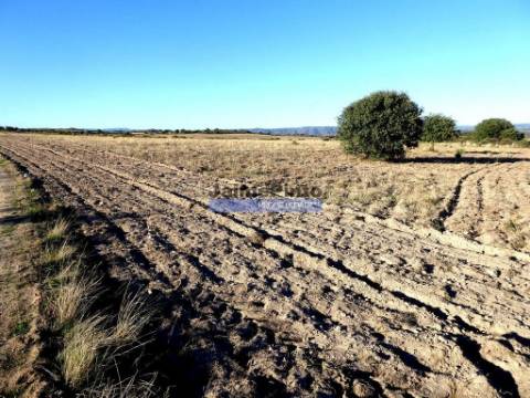 Propriedade plana, 17ha para plantações agrícolas. Portugal, Guarda, F. C. Rodrigo.