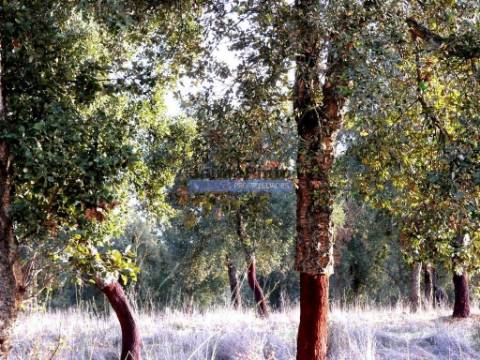 630ha aptidão para BOVINOS, OVINOS, CAPRINOS, CAÇA. Portugal, Beja, Odemira, São Teotónio.