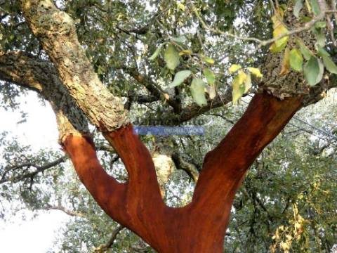 630ha aptidão para BOVINOS, OVINOS, CAPRINOS, CAÇA. Portugal, Beja, Odemira, São Teotónio.