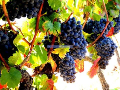 100 000m2 com Vinha e Olival, no Douro. Portugal, Sabrosa, Douro.