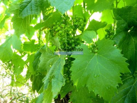 100 000m2 com Vinha e Olival, no Douro. Portugal, Sabrosa, Douro.