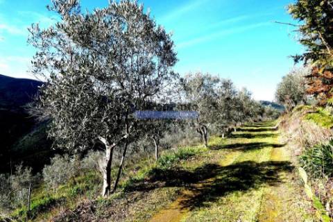 100 000m2 com Vinha e Olival, no Douro. Portugal, Sabrosa, Douro.