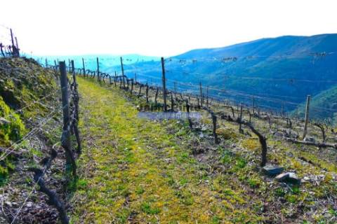 100 000m2 com Vinha e Olival, no Douro. Portugal, Sabrosa, Douro.