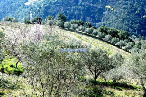 100 000m2 com Vinha e Olival, no Douro. Portugal, Sabrosa, Douro.