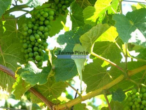 100 000m2 com Vinha e Olival, no Douro. Portugal, Sabrosa, Douro.