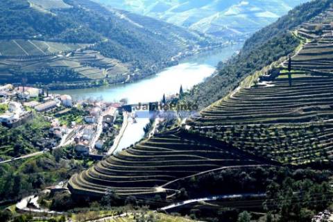 100 000m2 com Vinha e Olival, no Douro. Portugal, Sabrosa, Douro.