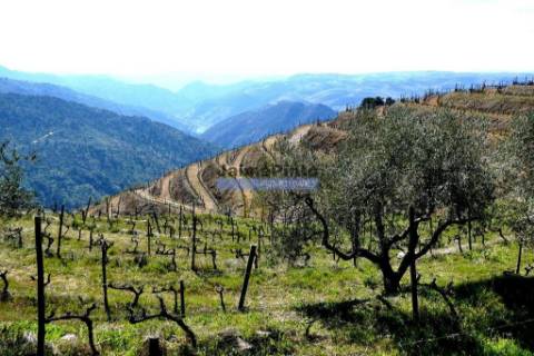Propriedade 25.000m2 com vinha e algum olival. Portugal, Douro Interior, Carrazeda de Ansiães.