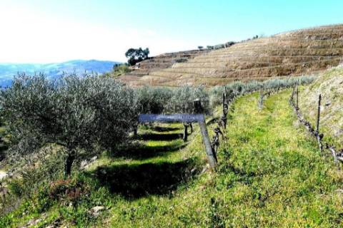 Propriedade 25.000m2 com vinha e algum olival. Portugal, Douro Interior, Carrazeda de Ansiães.