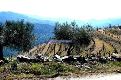 Propriedade 25.000m2 com vinha e algum olival. Portugal, Douro Interior, Carrazeda de Ansiães.