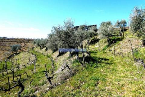 Propriedade 25.000m2 com vinha e algum olival. Portugal, Douro Interior, Carrazeda de Ansiães.