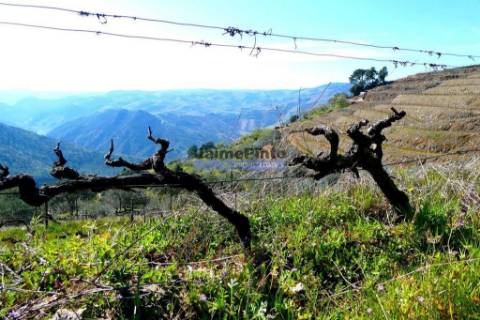 Propriedade 25.000m2 com vinha e algum olival. Portugal, Douro Interior, Carrazeda de Ansiães.