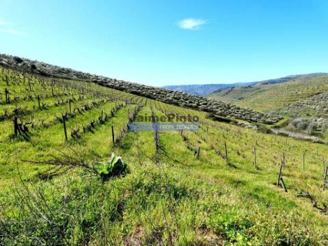 Propriedade 170.000m2, com olival, vinha e terreno p/ novas plantações. Portugal, Bragança, Douro Interior, VILA FLOR.