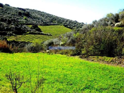 Propriedade 170.000m2, com olival, vinha e terreno p/ novas plantações. Portugal, Bragança, Douro Interior, VILA FLOR.