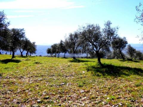 Propriedade 170.000m2, com olival, vinha e terreno p/ novas plantações. Portugal, Bragança, Douro Interior, VILA FLOR.