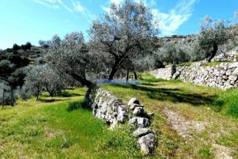 Olival 25.000m2, 400 oliveiras, de encosta. Portugal, Douro Interior, CARRAZEDA DE ANSIÃES.