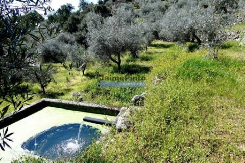 Olival 25.000m2, 400 oliveiras, de encosta. Portugal, Douro Interior, CARRAZEDA DE ANSIÃES.