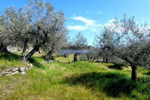 Olival 25.000m2, 400 oliveiras, de encosta. Portugal, Douro Interior, CARRAZEDA DE ANSIÃES.