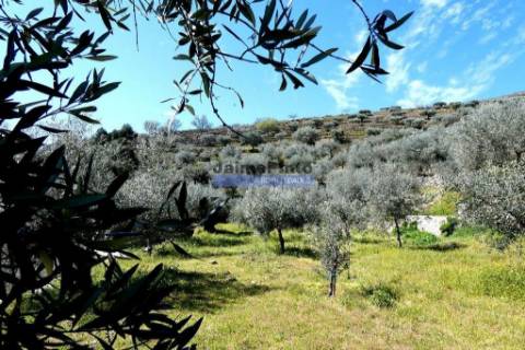 Olival 25.000m2, 400 oliveiras, de encosta. Portugal, Douro Interior, CARRAZEDA DE ANSIÃES.