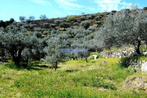 Olival 25.000m2, 400 oliveiras, de encosta. Portugal, Douro Interior, CARRAZEDA DE ANSIÃES.