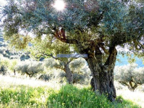 200.000m2 Propriedade com Olival, em Barca DAlva. Portugal, Guarda, Figueira de Castelo Rodrigo.