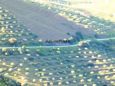 200.000m2 Propriedade com Olival, em Barca DAlva. Portugal, Guarda, Figueira de Castelo Rodrigo.